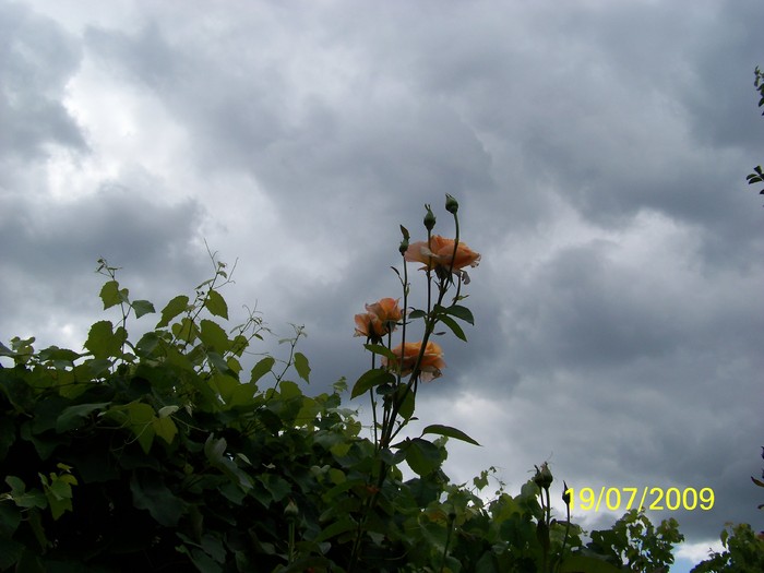 100_8239 - Iulie 2