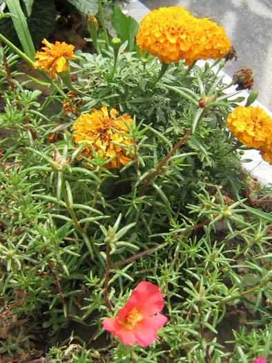  - flori de gradina 2009