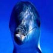 avatar-cu-delfin142-avatare.ro_thumb - animale