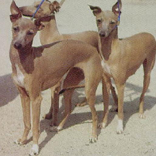 OGAR PITIC ITALIAN - RASE CAINI