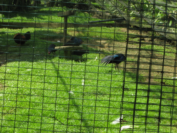 IMG_0064 - 2_1 - Kuala Lumpur Bird Park