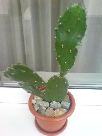 DSC02493 - Cactusi