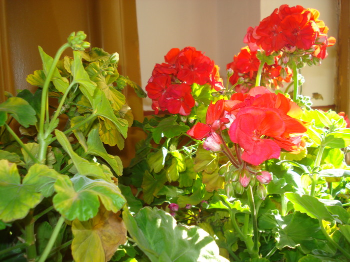 DSC03995 - FlowersssMuscate Rosii superbe
