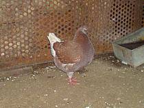 king de la ciurescu - X-TODAS LAS RASAS DE PALOMAS EN EL MUNDO
