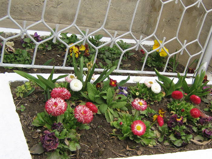 1 aprilie 036 - flori de gradina 2009