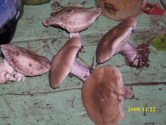 DSCI2633 - bureti si ciuperci
