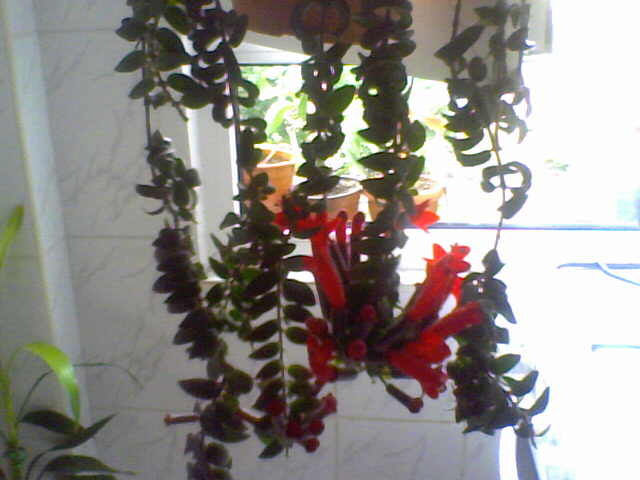 Picture 007 - aeschynanthus