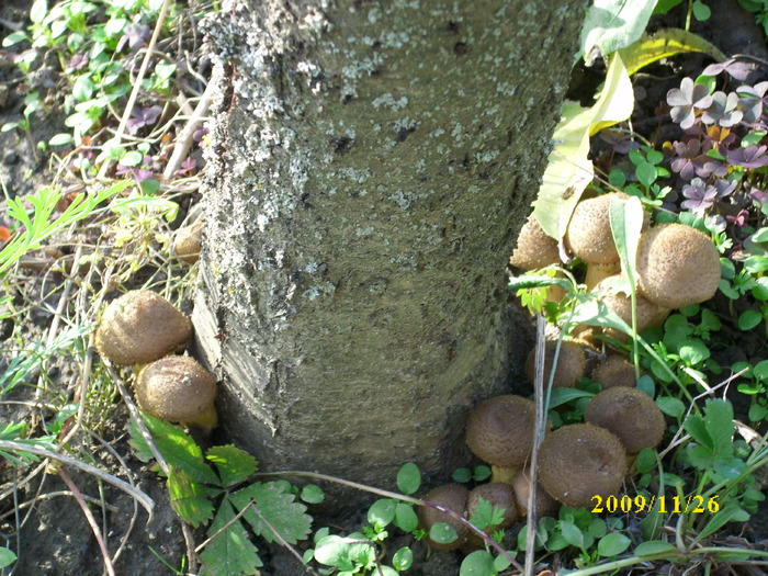 DSCI3051 - bureti si ciuperci