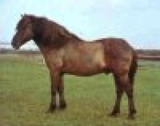 Eu sunt un calut cu mot