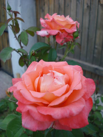 Rose Artistry (2009, July 10)