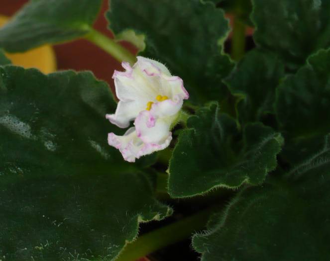 P1130641 - Saintpaulia - violete de camera