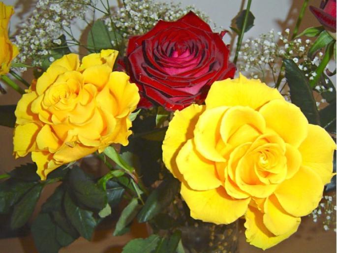 Trandafiri; Trandafiri
