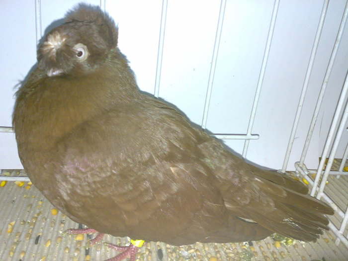 calarasi 16 - 1509 rom juc 1