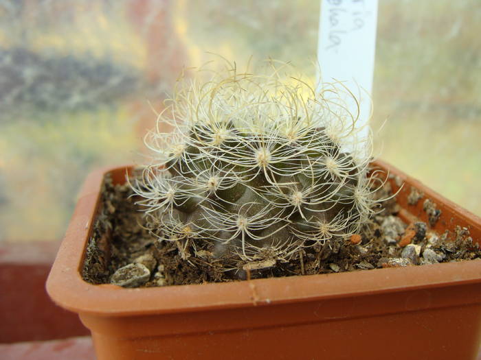 Neoporteria gerocephala