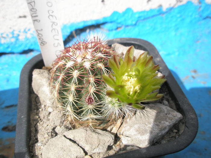 Echinocereus inflorit