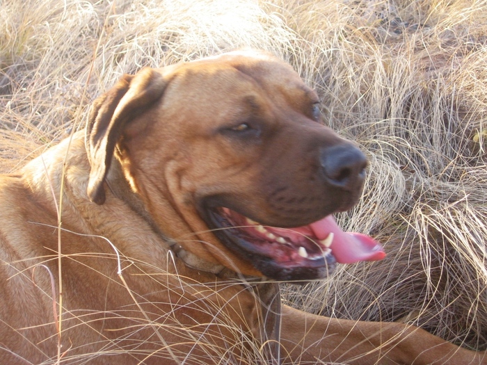 Tosa Inu Norytessa