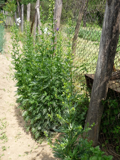 P1000320 - plante flori 2009