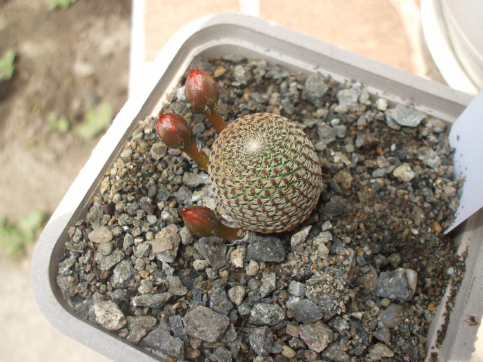Rebutia heliosa boboci