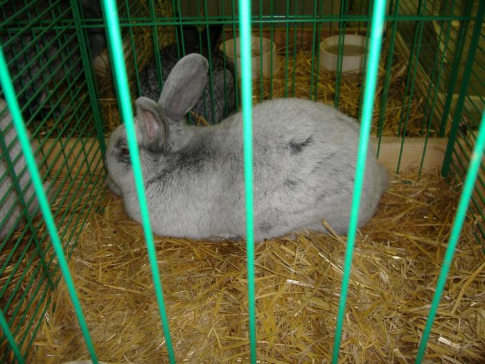 Nitra 06.12.2008 051