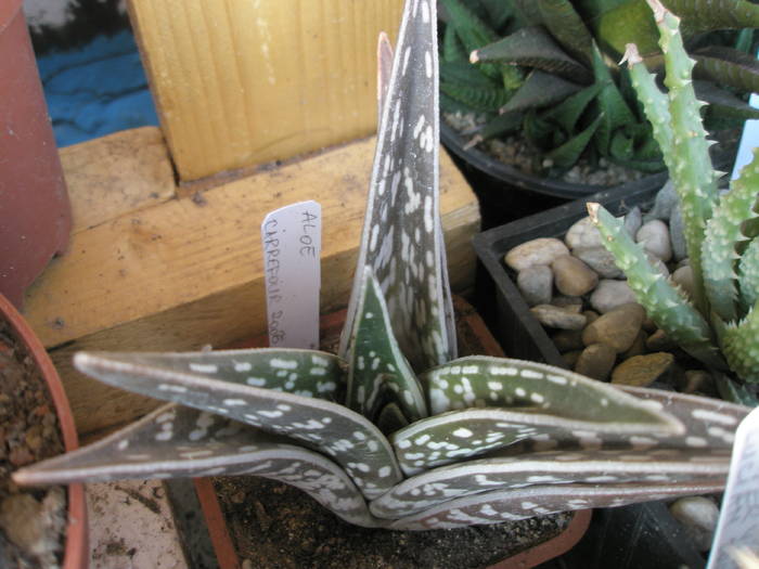 Aloe variegata