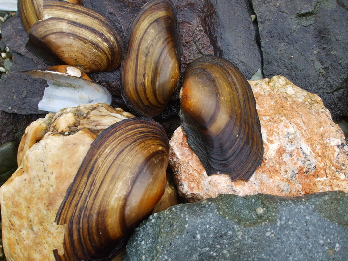 Picture 239 - Amazing rock