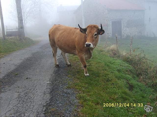 vaca aubrac - Vaci de carne DANYJOJO