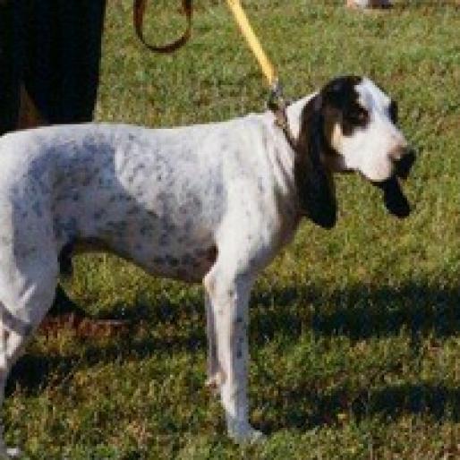 MICUL GASCON DE SAINTONGEOIS - RASE CAINI