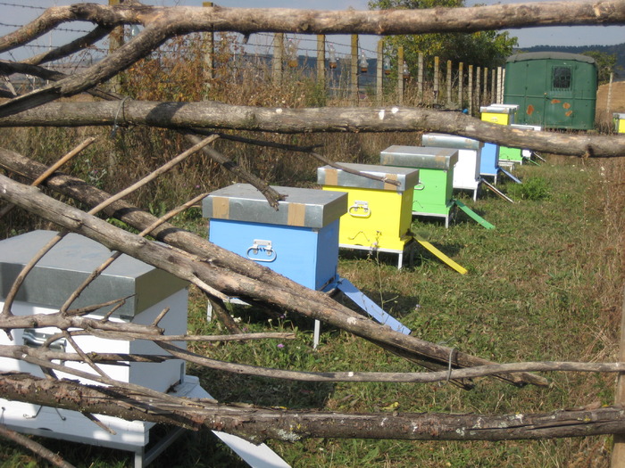 IMG_0072 - Stupina personala in 2009