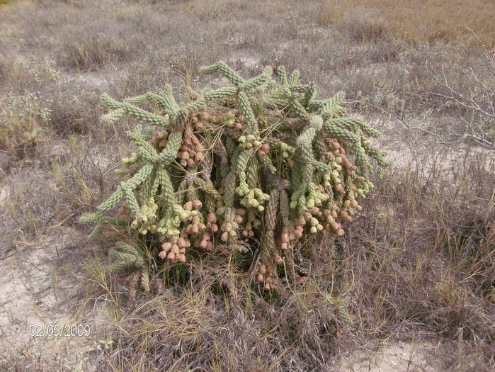 HPIM1608mic - Flori si plante la Pacific