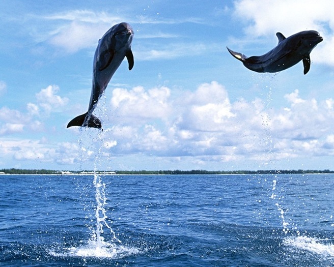 Delfini Zburand - Delfini