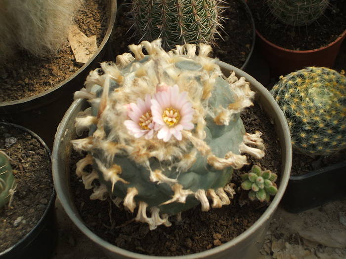 Lophophora williamsii - colectia mea de cactusi