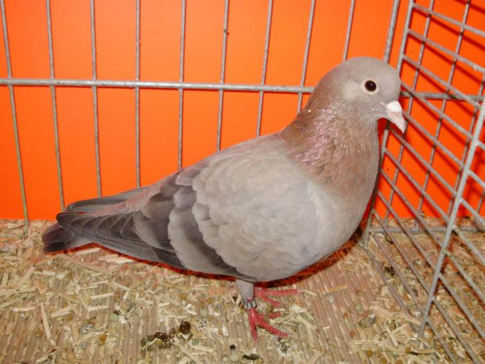 00766 arab 1 - 1505 partea 5