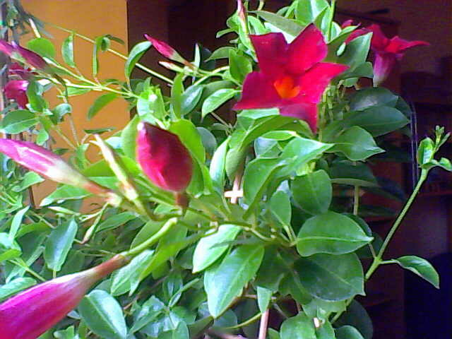 sundaville - florile mele