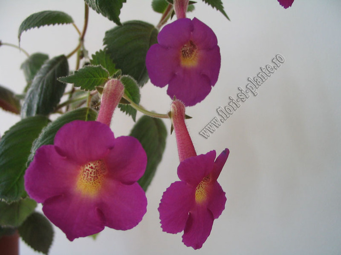 Achimenes Lady Lyttelton 6