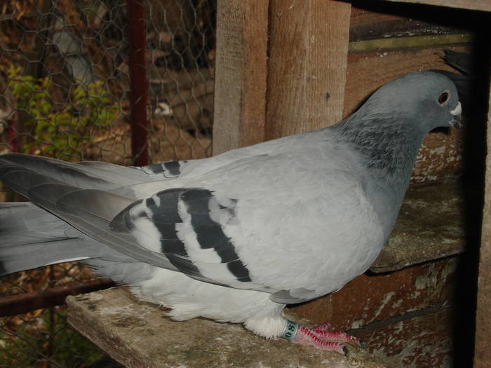 68 - E Porumbei Voiajor Standard Vechi