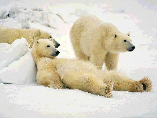 AP49 - Polar BEARS