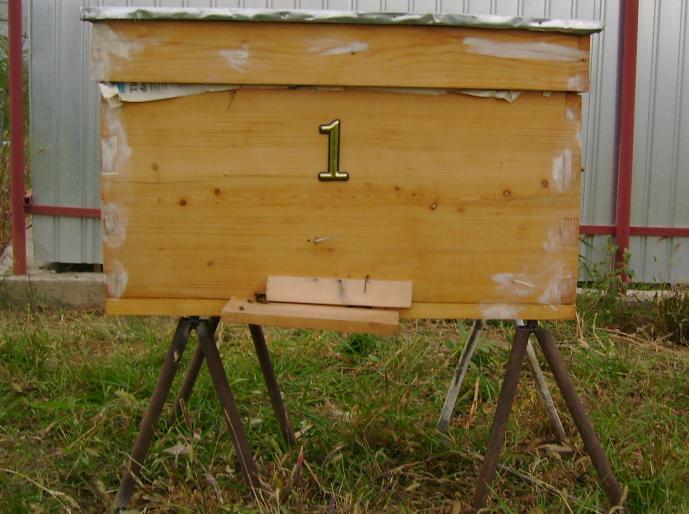 DSC01696(1) - albine