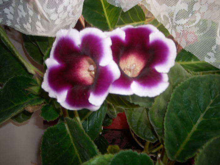 Gloxinie mov paspolat - Flori - 2009