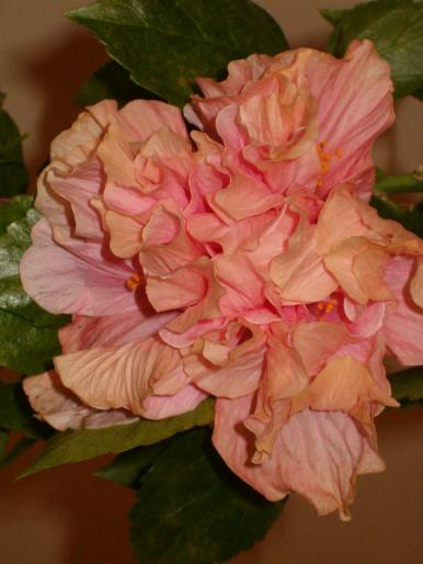floare de hibiscus - hibiscus