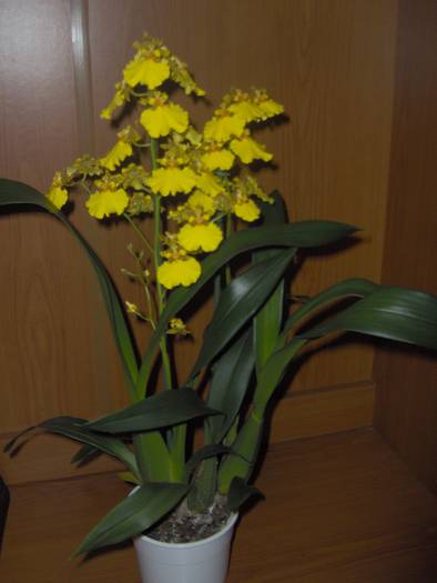06.03.2009 - orhidee
