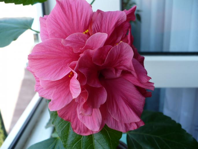 hibiscus ciclam involt  - Hibiscusi