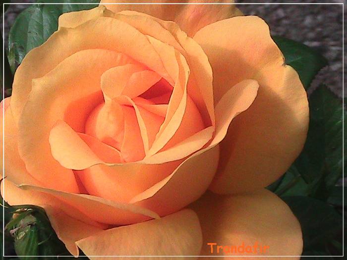 tr.orange 09; prima floare de trandafir din acest an...
