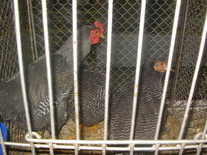 SANY0266 - poze expo 2009