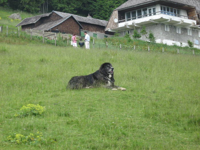 IMG_4391 - 2009-06-29 - Masivul Ciucas -muntele rosu si imprejurimi