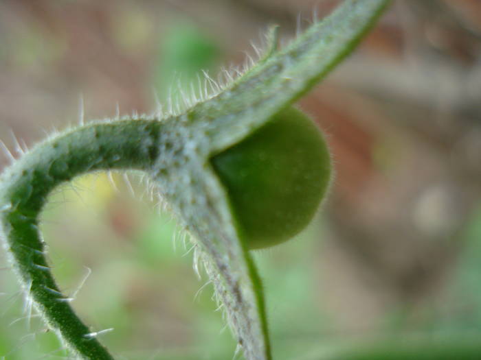 Tomato Yellow Pear (2009, May 29)