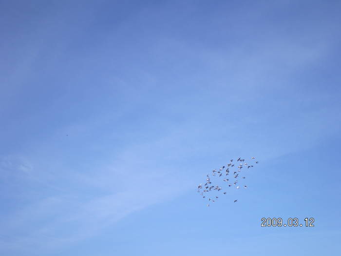 47 - porumbei Mihai si Gigi