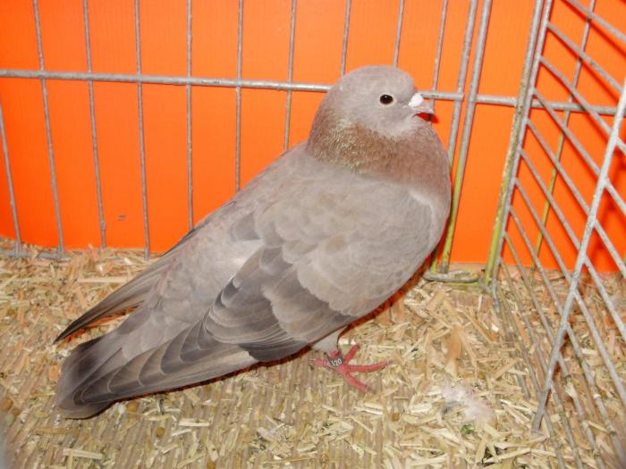 00765 arab 1 - 1505 partea 5