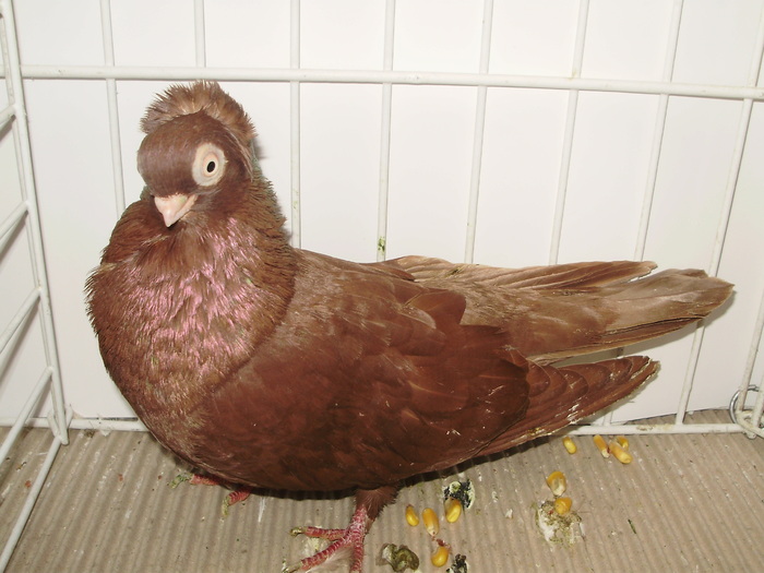 ardeal m 5 - 1509 rom juc 1