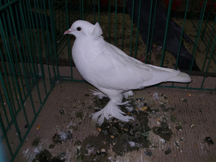 6468 murinselner schwalbe 1