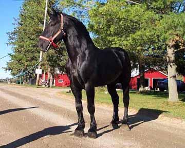 horses_061a_4 - poze cai